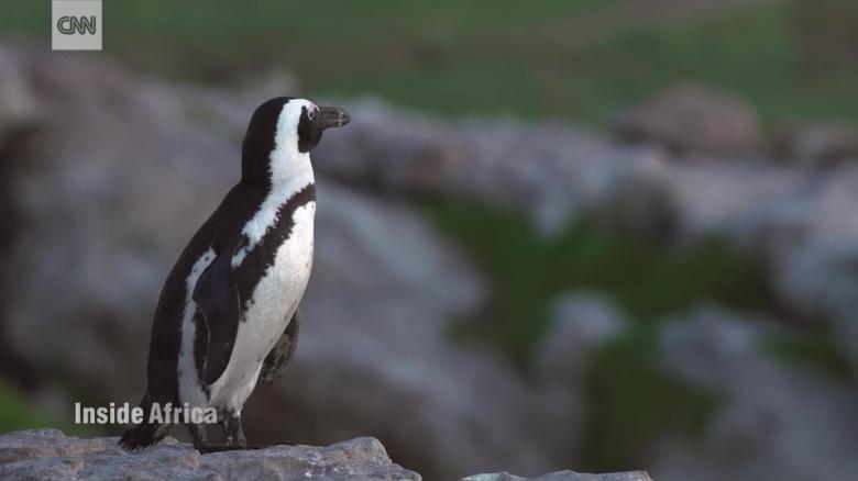 Inside Africa South Africa African Penguins_00001119