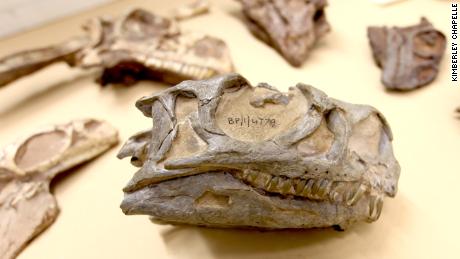 New species of dinosaur discovered after decades in museum