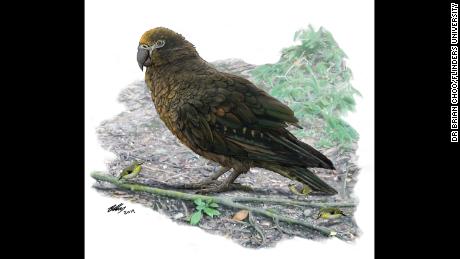 Fossil find reveals that the world's largest parrot was over 3 feet tall