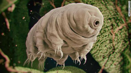 Tardigrades live all over the world in some of the most extreme environments. 