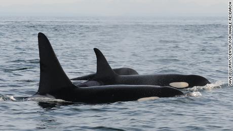 3 orcas from an extremely endangered group are presumed dead, leaving only 73