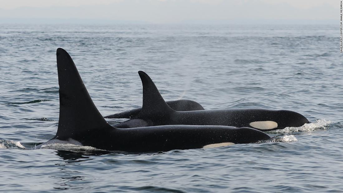 Tahlequah the orca is pregnant again - Armenian American Reporter