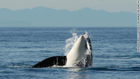 L84 était la dernière d'une lignée féminine de 11 baleines, dont 10 sont mortes.