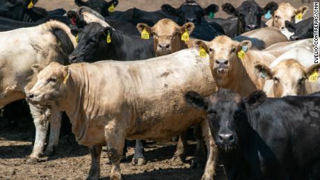 Raising cattle is one of the key reasons why the world&#39;s food system contributes up to 37% of global greenhouse gas emissions, the new report said.