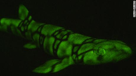 These sharks glow bright green in the dark