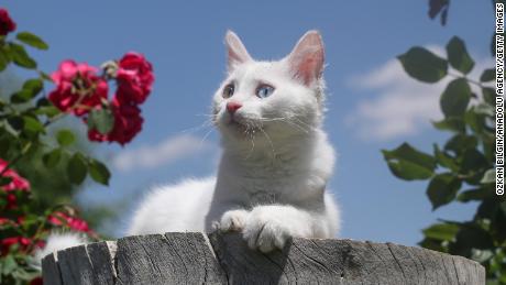 Cats understand their names and are probably just choosing to ignore you, a study suggests