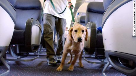 companion pets on planes