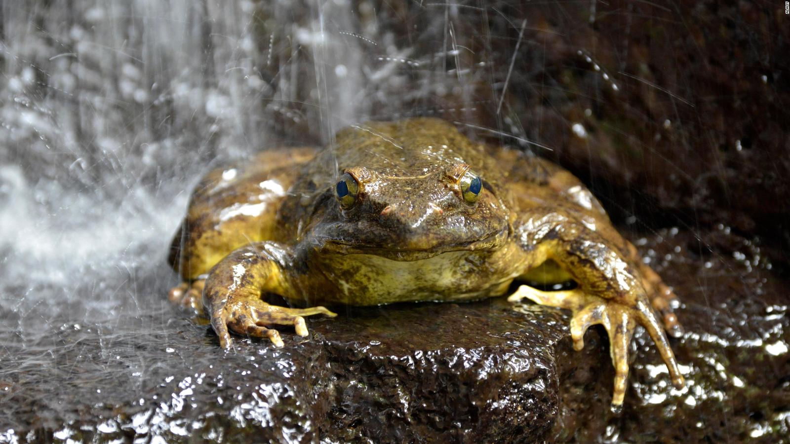 World's biggest frogs are so strong they move heavy rocks to build