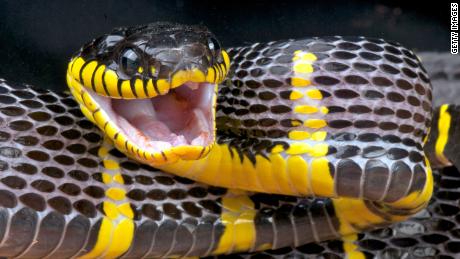 A &#39;mildly venomous&#39; snake slithered loose inside the Bronx Zoo, but officials say not to freak out