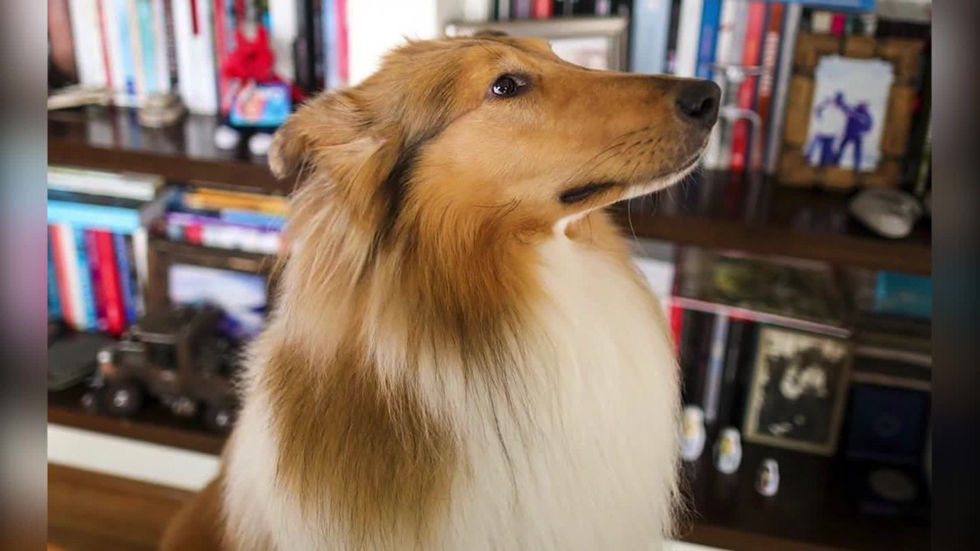 Dylan, el perro del precandidato Alberto es furor en las redes sociales - CNN Video