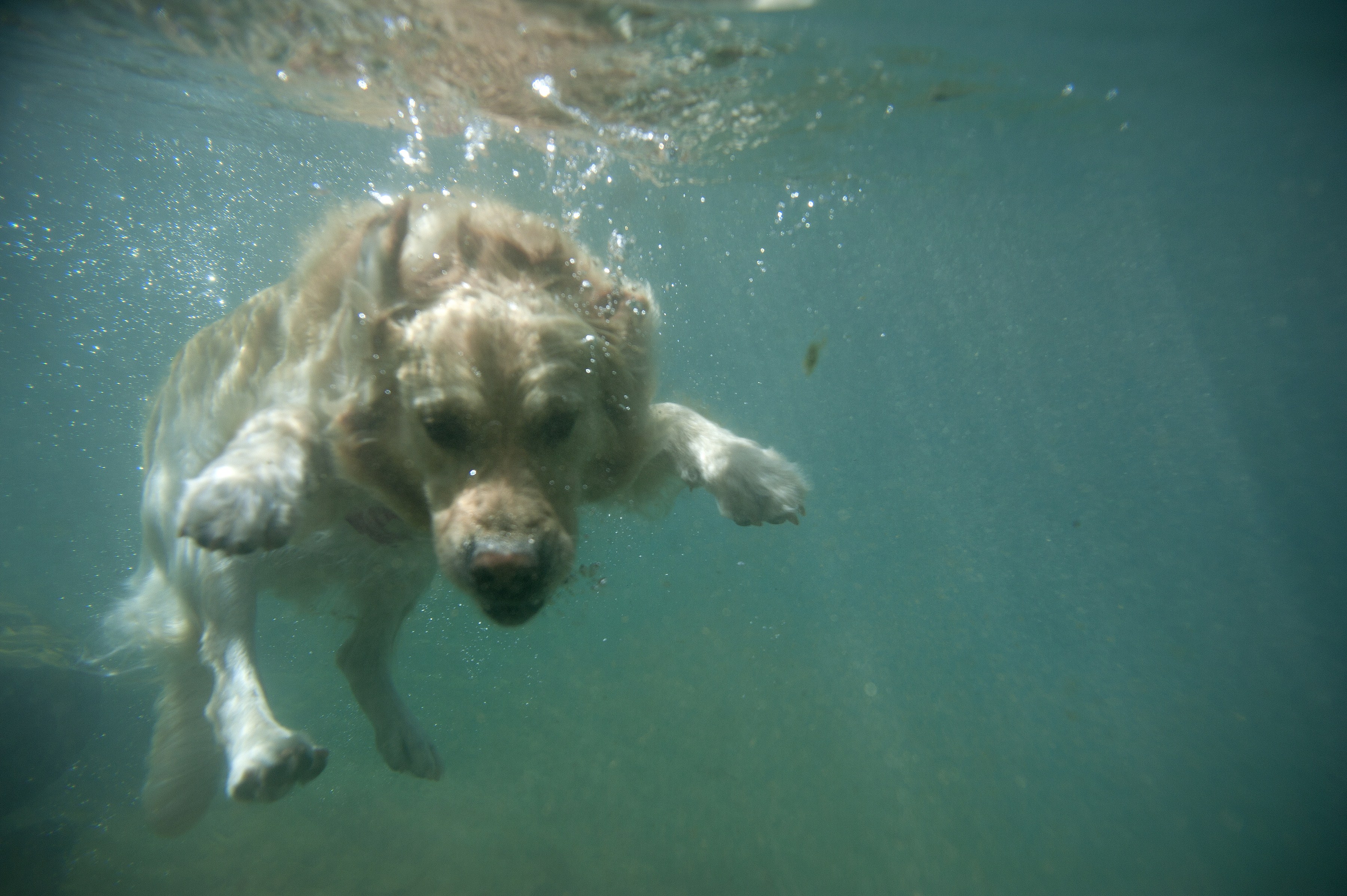 can dogs go underwater