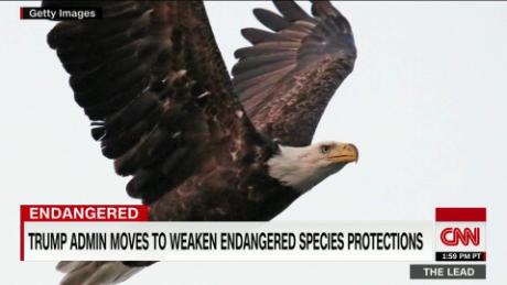 Environmentalists Say Trump Weakening Endangered Species Act Will Put Species At Risk