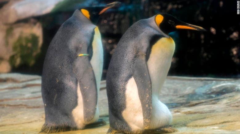 Image result for gay penguins BERLIN