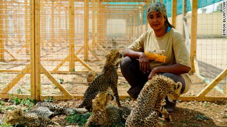 Veterinarian student Neju Jimmy lives in the shelter and is the main care-giver of the rescued cheetahs.