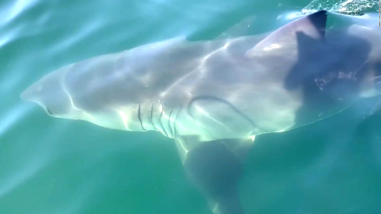 Great white shark swims under family's boat on Cape Cod CNN Video