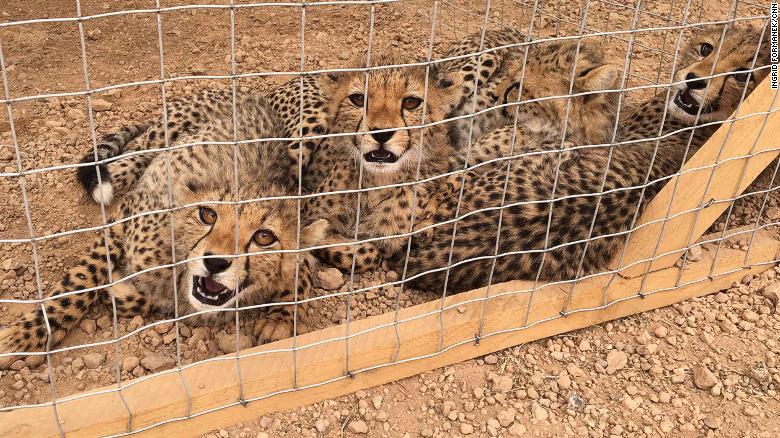 Three rescued cheetahs at CCF&#39;s safehouse. Around 300 cubs are smuggled out of Somaliland every year. 