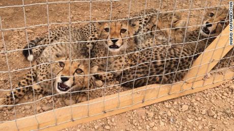 Three rescued cheetahs at CCF&#39;s safehouse. Around 300 cubs are smuggled out of Somaliland every year. 