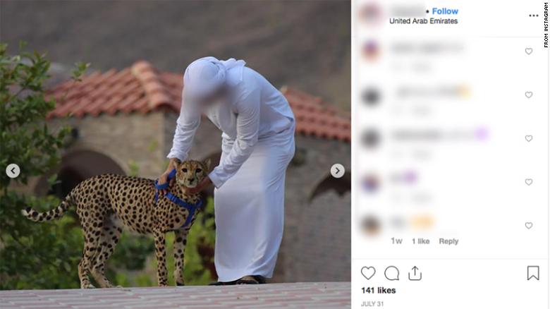 Despite a ban on keeping wild animals as pets, UAE social media posts parading pet cheetah continue to crop up. 