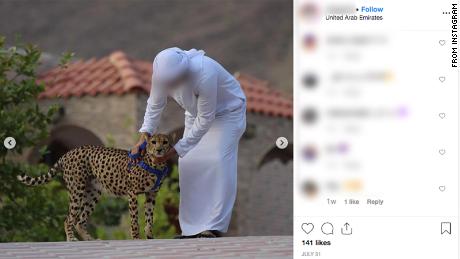 Despite a ban on keeping wild animals as pets, UAE social media posts parading pet cheetah continue to crop up. 