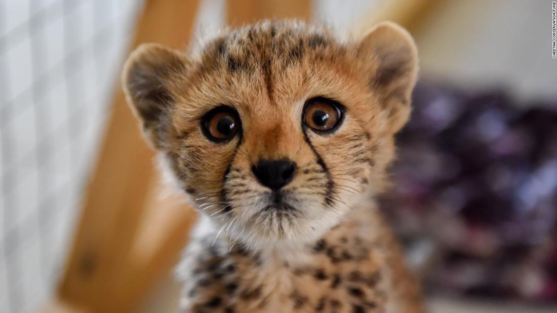 Cheetahs are being bought by the ultra-rich illegally | CNN