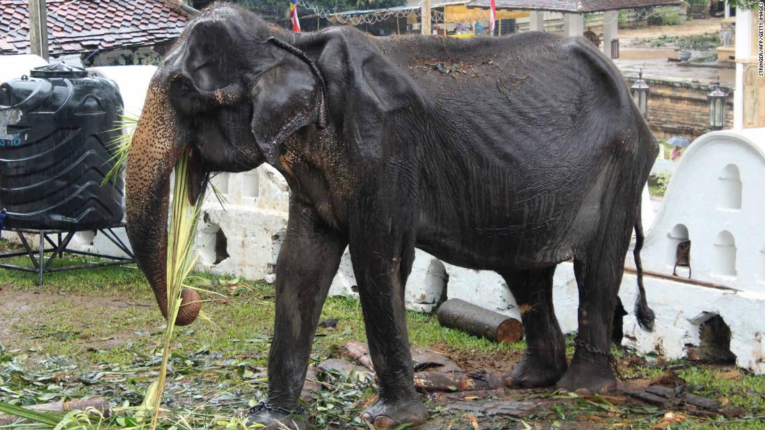 This photo taken on August 13, 2019 shows 70-year-old elephant Tikiri eating at the Temple of the Tooth in Kandy, Sri Lanka.