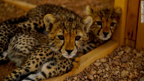 Two of 32 rescued cheetahs currently at CCF&#39;s safehouse in Hargeisa. The cats get fed fresh camel meat twice a day, with a sprinkling of &quot;Predator Powder&quot; to give them nutrients they would only get in the wild.