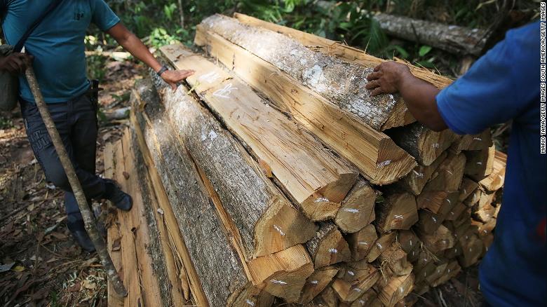 Members of the Ka'apor indigenous tribe inspect illegal logging found on their protected land in Brazil.
