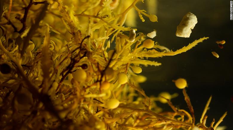 A close up shot of small pieces of plastic among the Sargassum. Plastics become broken down until they&#39;re so small they&#39;re consumed by wildlife and enter the food chain.