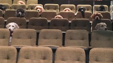 A crew of Canadian service dogs watched 