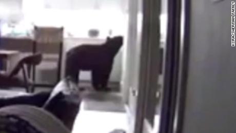 A bear broke into a house and raided the fridge as terrified teens hid in the next room