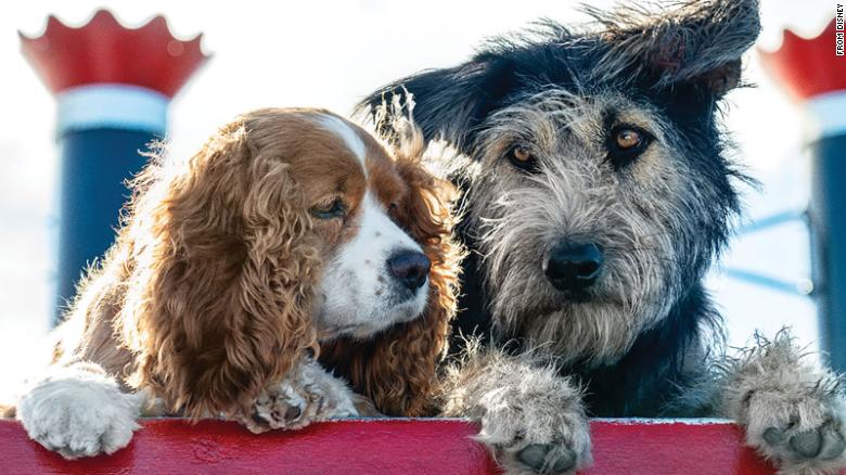 rescue dog from Arizona named Monte 