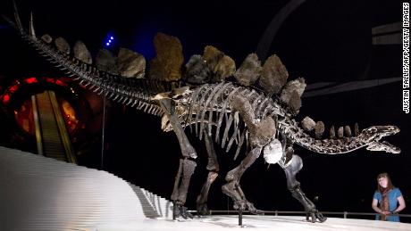 O fóssil de estegossauro recém-descoberto é o mais antigo do mundo