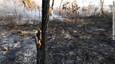 View of the devastation caused by a forest fire in the northern area of Brasilia&#39;s National Park (PNB), in Brasilia on August 30, 2017. The PNB extends through 42,000 hectares amid Brasilia&#39;s urban area, where no rain has fallen in 100 days and the relative air humidity reaches 10%. / AFP PHOTO / EVARISTO SA / EVARISTO SA        (Photo credit should read EVARISTO SA/AFP/Getty Images)