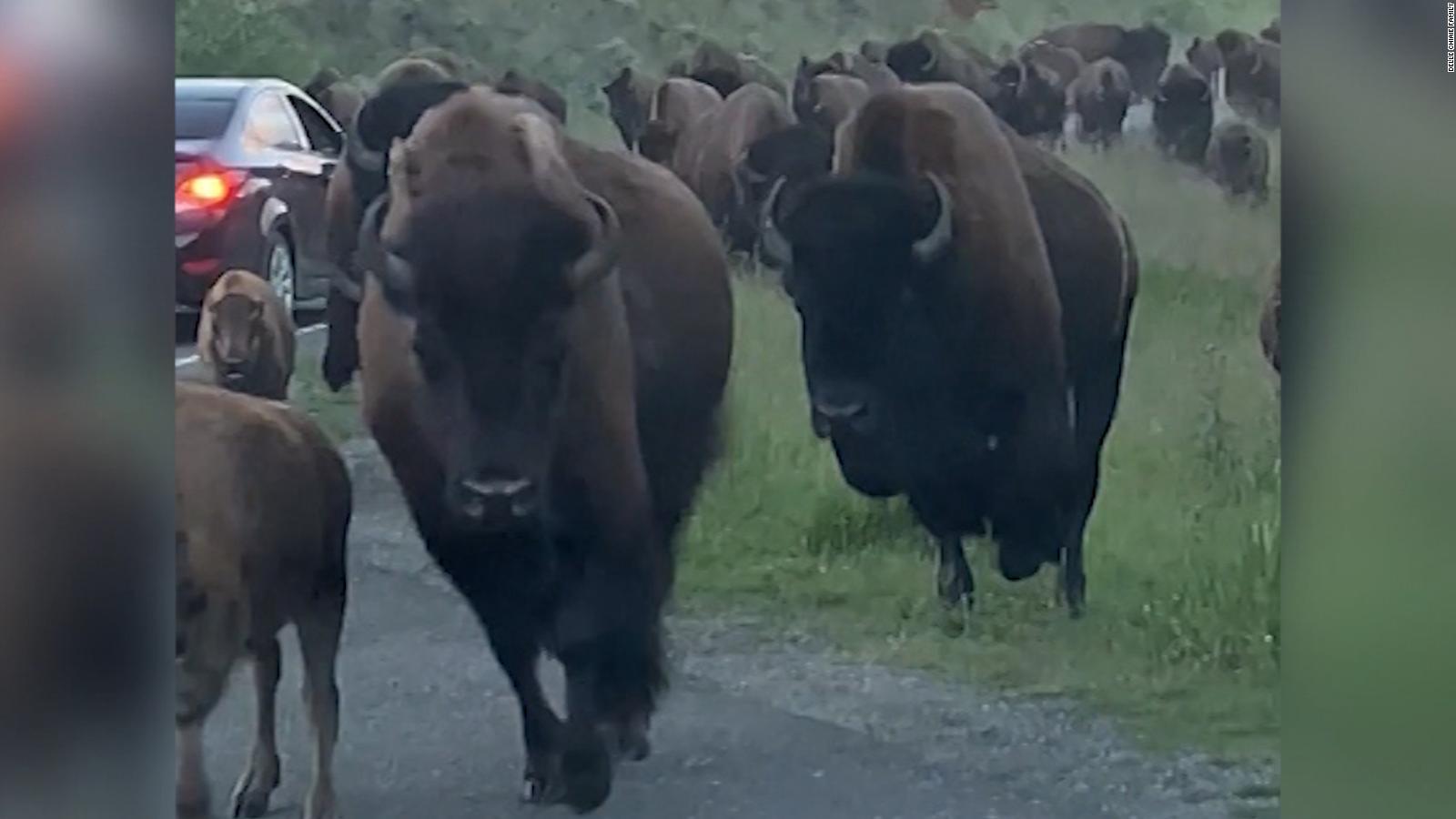 Bison At Yellowstone Nation Park Stampede Into Rental Car - CNN Video