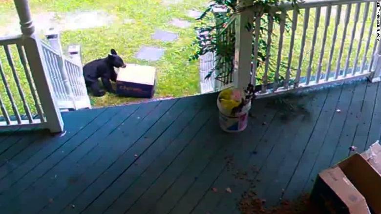 Bear Steals Chewy Box 2024 ragdolls