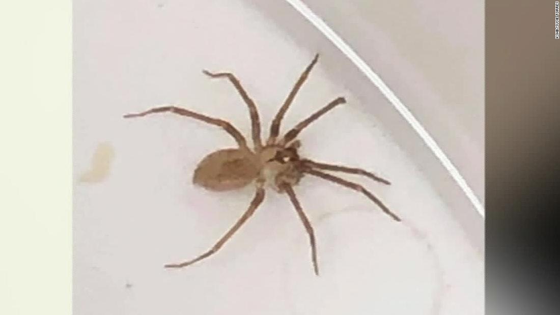 Doctors Pull Brown Recluse Spider From A Womans Ear Cnn Video