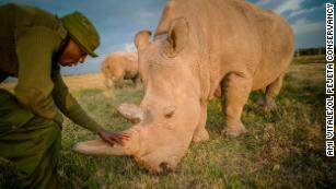 There are 2 northern white rhinos left worldwide. Scientists created embryos to save the animal from extinction