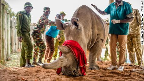 Fatu is surrounded by her keepers and Dr. Stephen Ngulu of Ol Pejeta before the procedure. 