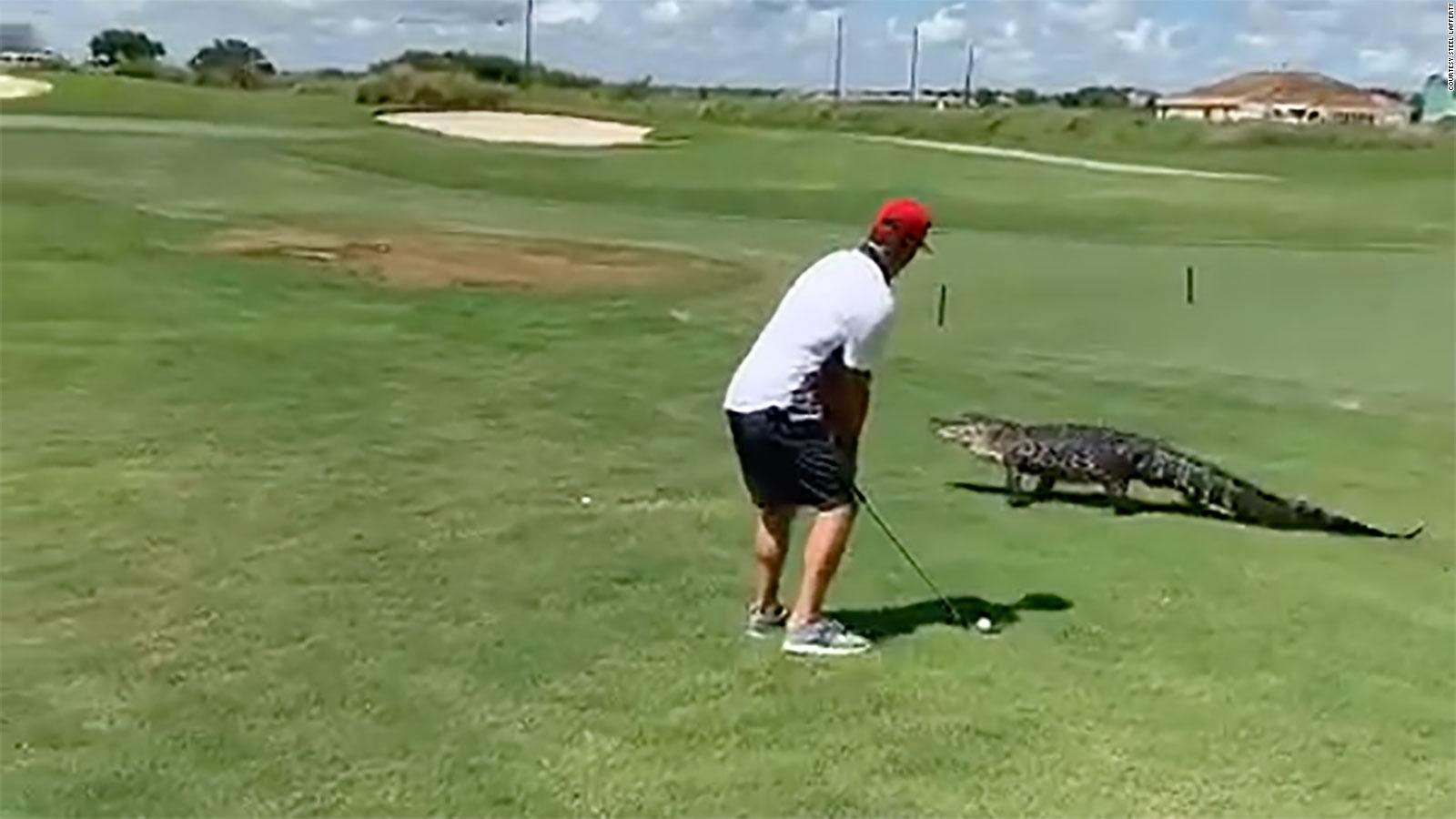 Central Florida golfer ignores scary alligator strolling next to him - CNN