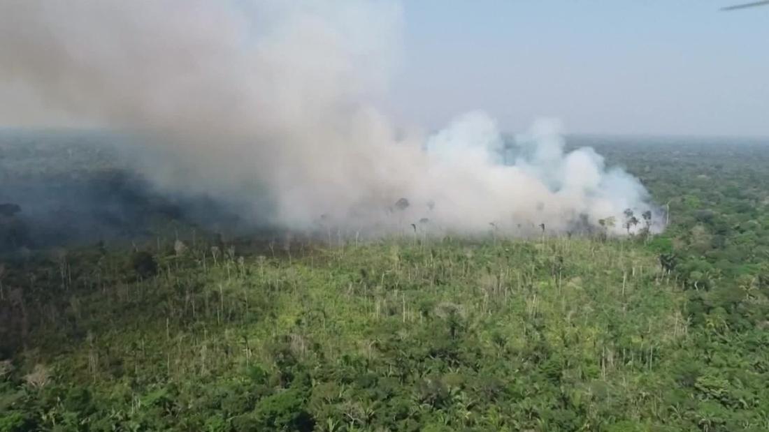 Brazil's Amazon fires threaten the animals and organisms that live there |  CNN