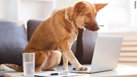 These Pet Gadgets Will Make Life Better For You And Your Dog (CNN Underscored)