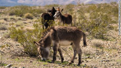 Officials don&#39;t know who&#39;s behind the 42 burros found dead in the Mojave Desert with bullet wounds. They&#39;re offering $18,000 to whover helps them ID suspects. 