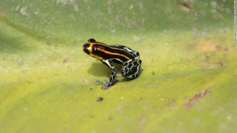 Brazil's Amazon fires threaten the animals and organisms that live ...