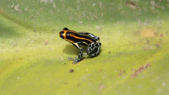 Brazil S Amazon Fires Threaten The Animals And Organisms That Live There Cnn