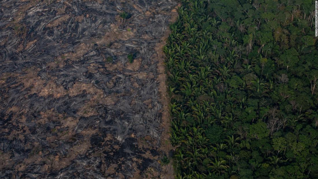 En 2020 El Mundo Perdió 12 Millones De Hectáreas De Bosques Tropicales A Pesar Del Confinamiento 