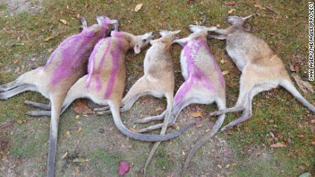 45 dead agile wallabies found in north Queensland, Australia. The pink marks are spray paint indicating which wallabies have been checked for baby joeys.