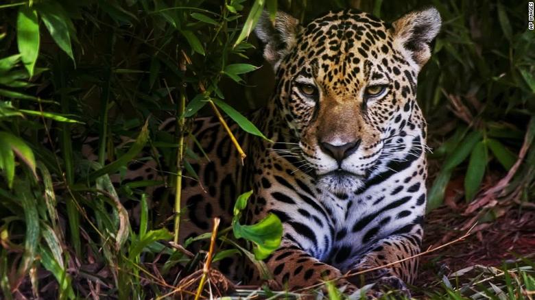 Brazil s Amazon Fires Threaten The Animals And Organisms That Live 