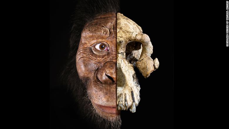 A complete skull belong to an early human ancestor has been recovered in Ethiopia. A composite of the 3.8 million-year-old cranium of Australopithecus anamensis is seen here alongside a facial reconstruction.
