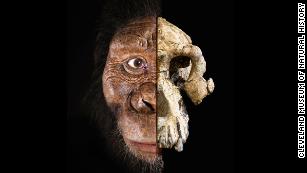 A complete skull belong to an early human ancestor has been recovered in Ethiopia. A composite of the 3.8 million-year-old cranium of Australopithecus anamensis is seen here alongside a facial reconstruction.