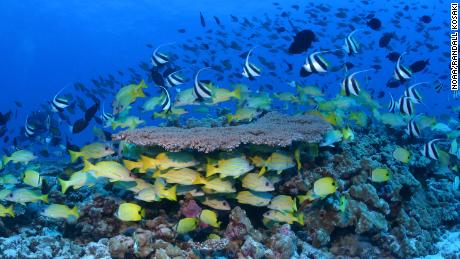 The reefs around French Frigate Shoals used to be full of life.